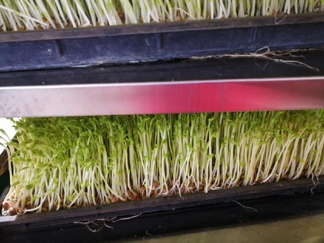 豌豆发芽成苗可以吃吗？豆苗嫩绿好看，不会烹调怎么办？