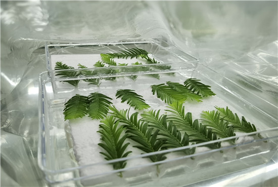 周口博士“植物快繁技术”成功立项 “点叶成林”即将实现