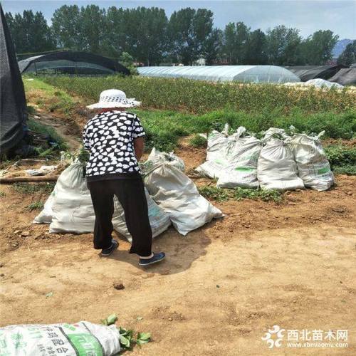 蓝莓苗与苗成科技 科技赋能小浆果的大产业
