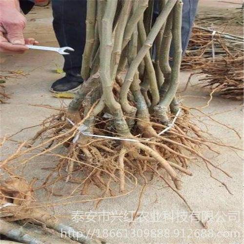 大红袍板栗与泰山油板栗树苗选购指南 根系发达易成活，苗成科技基地直供