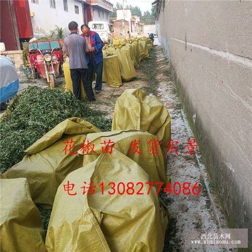 山东花椒苗购买指南 产地分布与价格参考