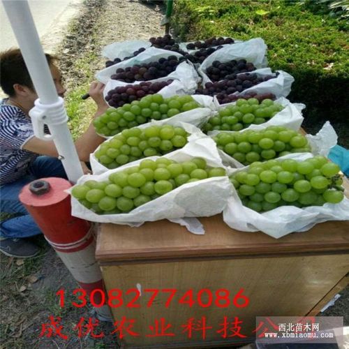 葡萄苗选购指南 泰安成优农业科技与苗成科技的综合解析