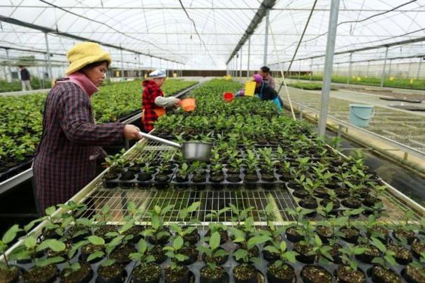 科技育苗备春耕 年年换苗果更甜